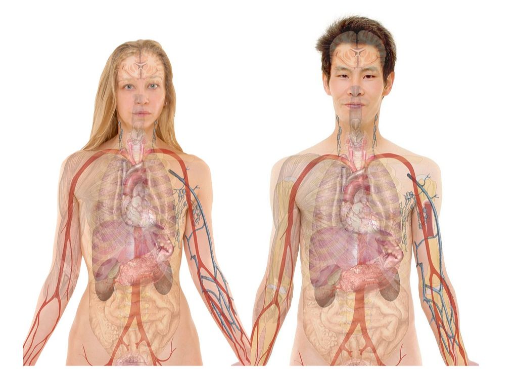 L'approche Viscérale